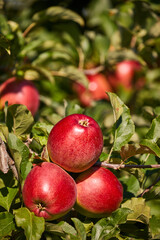 Poster - Juicy red apples hanging on the branch in the apple orchrad during autumn.