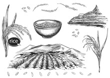 Detailed Hand Drawn Black And White Illustration Set Of Rice Grain, Plant, Field. Sketch. Vector. Elements In Graphic Style Menu, Package. Traditional Food In Asian Countries: Japan, Korea And China.