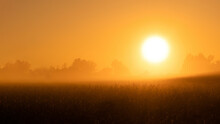 Beautiful Colorful Misty Dawn On A Cornfield. Misty Dawn In The Field. Corn Field At Dawn, Orange Sky. Bright Sun Over Corn Field. Picturesque Fabulous Sunrise. The Fog During Sunrise.