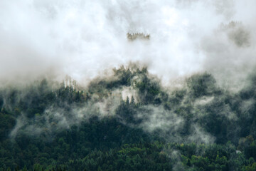 Wall Mural - photo of beautiful moody misty green coniferous forests in alps