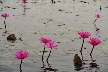 Poster - Lotus roses sur la lac. Thailande.