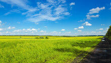 Rural Landscape With Yellow Canola  Field And Blue Sky