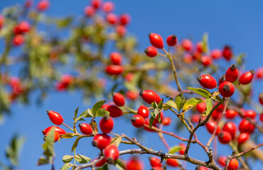 Wall Mural - dog-rose fruits