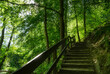 Treppe im Wald auf einem Wanderweg durch das Neandertal