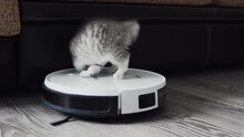 Kitten Breed Scottish Fold Rides On A Vacuum Cleaner At Work