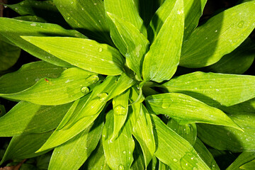 Detailed closeup of a real macro plant texture