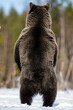 Brown bear standing on his hind legs in spring forest. Back view, close up. Scientific name: Ursus arctos.