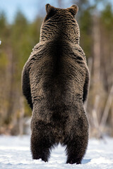 Wall Mural - brown bear standing on his hind legs in spring forest. back view, close up. scientific name: ursus a