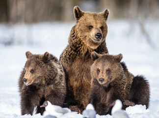 Wall Mural - She-bear and bear cubs in winter. Natural habitat. Brown bear, Scientific name: Ursus Arctos Arctos.