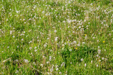Fototapeta Dmuchawce - meadow with ripened dandelions on a sunny summer day