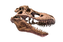T-rex (Tyrannosaurus Rex) Bones Isolated On White Background