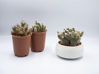 The two orange pot placed closely which being apart from the white cactus pot