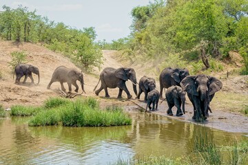 Wall Mural - Beautiful shot of a small herd of elephants walking by the lake surrounded by green nature