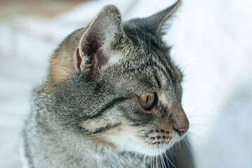 cat domestic looks muzzle close-up