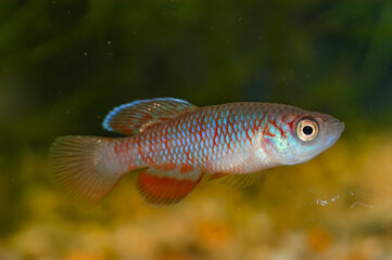 Wall Mural - Nothobranchius kirki, the redfin notho, is a species of killifish from the family Nothobranchiidae which is endemic to Malawi where it occurs in the drainages of Lake Malawi and Lake Chilwa.