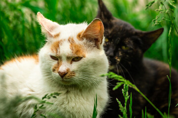 A cute couple of stray cats in the grass make love