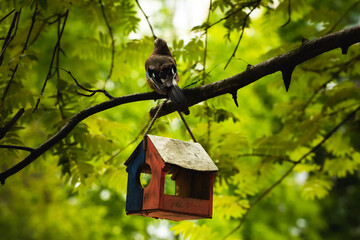 Jay next to a bird feeder on a branch on a green summer background