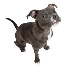 Wall Mural - Closeup shot of English Staffordshire bull terrier with white background