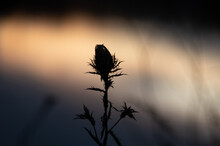 Closeup Of Beautiful Silhouette Of Dry Thistle Flower In Autumn Against Colorful Background Of Sunset