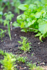 Early spring gardening in the backyard