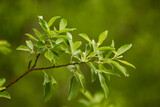 Fototapeta Sypialnia - Closeup of a tree branch