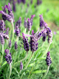 Fototapeta Lawenda - French lavender flowers. Close up. 