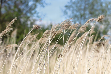 Long tall dry wild grass on blue sky background