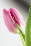Fototapeta Tulipany - Purple tulip with drops of water on isolated on white