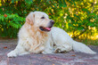 © Csar - Labrador golden retriever dog in susnset time in a garden lying on a stone floor
