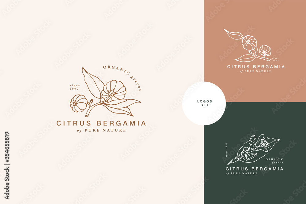 Vector illustration citrus bergamia branch - vintage engraved style. Logo composition in retro botanical style. - obrazy, fototapety, plakaty 