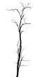 © Tondone - Dead tree isolated on white background with clipping path