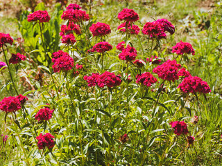 Canvas Print - (Dianthus barbatus) Petites fleurs d'oeillet des poètes ou oeillet barbu à inflorescence rouge