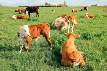 Wall Mural - small calf and a cow graze on a green meadow in summer