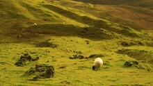 Sheep Are Seen Grazing On The Quiraing Landslip On The Isle Of Skye In Scotland.
