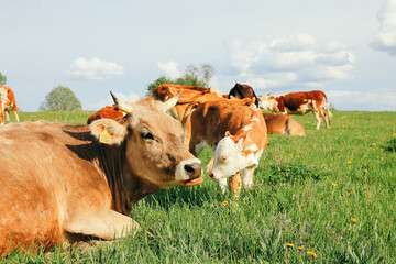 Wall Mural - small calf and a cow graze on a green meadow in summer