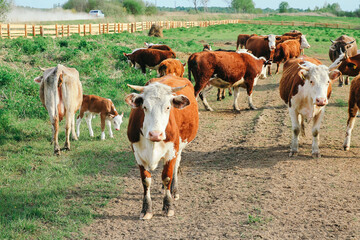 Wall Mural - A cow and a calf graze on a green pasture in summer