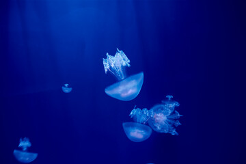 Wall Mural - Fluorescent jellyfish on blue background, the ocean