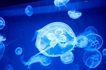 Wall Mural - Fluorescent jellyfish on blue background, the ocean