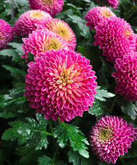 Wall Mural - pink pompons chrysanthemum flowers's blooming