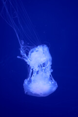 Wall Mural - Fluorescent jellyfish on blue background, the ocean