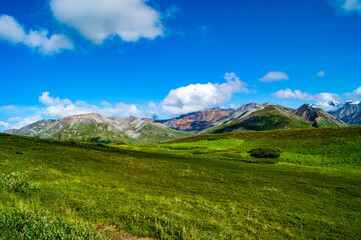 Green Grass on Denali