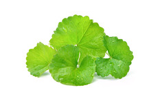 Group Of Gotu Kola (Centella Asiatica) Leaves With Water Droplets  Isolated On White Background. (Asiatic Pennywort, Indian Pennywort)