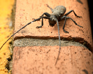 Close up of a long horned beetle