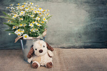 Toy Dog Sitting Near Bucket Of Daisy Flowers On Dark Wooden Background. Copy Space