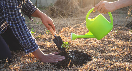 Wall Mural - Hand of people helping plant the seedlings tree to preserve natural environment while working save world together, Earth day and Forest conservation concept