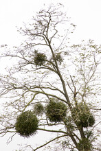 Mistletoe Growing On A Tree