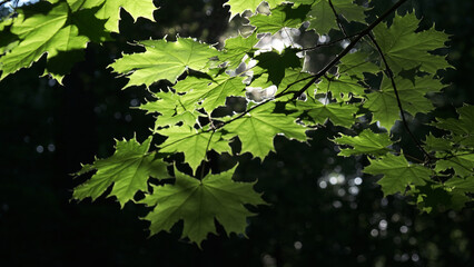 Poster -   green leaves in the sunlight