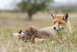 Fototapeta Zwierzęta - Red fox cub in nature in springtime