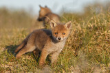 Fototapeta Zwierzęta - Red fox cub in nature on a springday.
