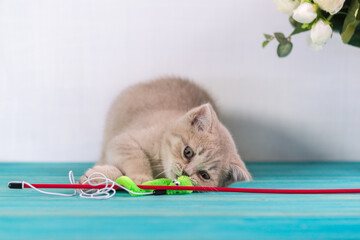 Wall Mural - A small smoky kitten of the British Shorthair breed plays with a toy tied to a fishing rod